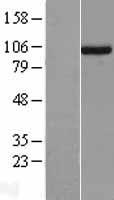 UNC45A Protein - Western validation with an anti-DDK antibody * L: Control HEK293 lysate R: Over-expression lysate