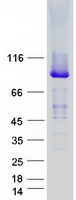 UNC45A Protein - Purified recombinant protein UNC45A was analyzed by SDS-PAGE gel and Coomassie Blue Staining