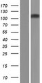 UNC45B Protein - Western validation with an anti-DDK antibody * L: Control HEK293 lysate R: Over-expression lysate