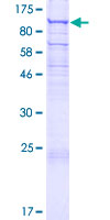 UNC45B Protein - 12.5% SDS-PAGE of human UNC45B stained with Coomassie Blue