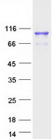 UNC45B Protein - Purified recombinant protein UNC45B was analyzed by SDS-PAGE gel and Coomassie Blue Staining