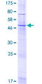 UNC50 Protein - 12.5% SDS-PAGE of human UNC50 stained with Coomassie Blue