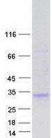 UNC50 Protein - Purified recombinant protein UNC50 was analyzed by SDS-PAGE gel and Coomassie Blue Staining