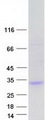 UNC50 Protein - Purified recombinant protein UNC50 was analyzed by SDS-PAGE gel and Coomassie Blue Staining