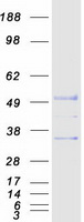 UNC5CL Protein - Purified recombinant protein UNC5CL was analyzed by SDS-PAGE gel and Coomassie Blue Staining