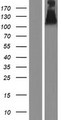 UNC5H2 / UNC5B Protein - Western validation with an anti-DDK antibody * L: Control HEK293 lysate R: Over-expression lysate