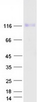 UNC5H2 / UNC5B Protein - Purified recombinant protein UNC5B was analyzed by SDS-PAGE gel and Coomassie Blue Staining