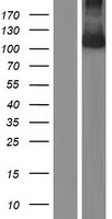 UNC5H3 / UNC5C Protein - Western validation with an anti-DDK antibody * L: Control HEK293 lysate R: Over-expression lysate