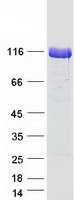 UNC5H3 / UNC5C Protein - Purified recombinant protein UNC5C was analyzed by SDS-PAGE gel and Coomassie Blue Staining