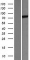 UNC84B / SUN2 Protein - Western validation with an anti-DDK antibody * L: Control HEK293 lysate R: Over-expression lysate