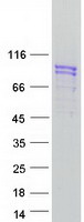 UNC84B / SUN2 Protein - Purified recombinant protein SUN2 was analyzed by SDS-PAGE gel and Coomassie Blue Staining
