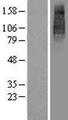 UNC93B / UNC93B1 Protein - Western validation with an anti-DDK antibody * L: Control HEK293 lysate R: Over-expression lysate