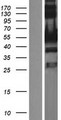 UPF3A / UPF3 Protein - Western validation with an anti-DDK antibody * L: Control HEK293 lysate R: Over-expression lysate