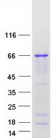 UPF3A / UPF3 Protein - Purified recombinant protein UPF3A was analyzed by SDS-PAGE gel and Coomassie Blue Staining