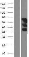 UPF3B Protein - Western validation with an anti-DDK antibody * L: Control HEK293 lysate R: Over-expression lysate