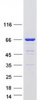 UPF3B Protein - Purified recombinant protein UPF3B was analyzed by SDS-PAGE gel and Coomassie Blue Staining