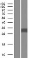 UPK3A / UPK3 / Uroplakin III Protein - Western validation with an anti-DDK antibody * L: Control HEK293 lysate R: Over-expression lysate