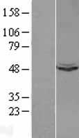 UQCRC1 Protein - Western validation with an anti-DDK antibody * L: Control HEK293 lysate R: Over-expression lysate