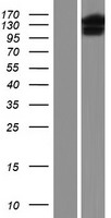 URG4 / URGCP Protein - Western validation with an anti-DDK antibody * L: Control HEK293 lysate R: Over-expression lysate
