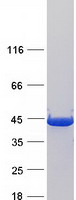 UROD Protein - Purified recombinant protein UROD was analyzed by SDS-PAGE gel and Coomassie Blue Staining