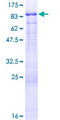 URP2 / FERMT3 Protein - 12.5% SDS-PAGE of human FERMT3 stained with Coomassie Blue