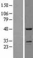 USAG1 / SOSTDC1 Protein - Western validation with an anti-DDK antibody * L: Control HEK293 lysate R: Over-expression lysate