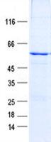 USE1 / p31 Protein