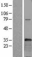 USF1 / USF Protein - Western validation with an anti-DDK antibody * L: Control HEK293 lysate R: Over-expression lysate