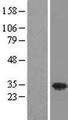 USF1 / USF Protein - Western validation with an anti-DDK antibody * L: Control HEK293 lysate R: Over-expression lysate