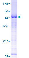 USF1 / USF Protein - 12.5% SDS-PAGE of human USF1 stained with Coomassie Blue