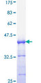 USF1 / USF Protein - 12.5% SDS-PAGE Stained with Coomassie Blue.