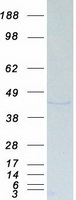 USF1 / USF Protein - Purified recombinant protein USF1 was analyzed by SDS-PAGE gel and Coomassie Blue Staining
