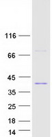 USF1 / USF Protein - Purified recombinant protein USF1 was analyzed by SDS-PAGE gel and Coomassie Blue Staining