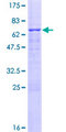 USF2 Protein - 12.5% SDS-PAGE of human USF2 stained with Coomassie Blue