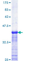 USF2 Protein - 12.5% SDS-PAGE Stained with Coomassie Blue.