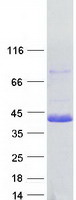 USF2 Protein - Purified recombinant protein USF2 was analyzed by SDS-PAGE gel and Coomassie Blue Staining