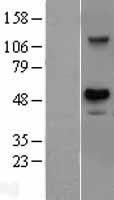 USH1G Protein - Western validation with an anti-DDK antibody * L: Control HEK293 lysate R: Over-expression lysate
