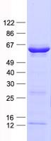 USH1G Protein