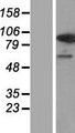 USP1 Protein - Western validation with an anti-DDK antibody * L: Control HEK293 lysate R: Over-expression lysate