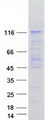 USP1 Protein - Purified recombinant protein USP1 was analyzed by SDS-PAGE gel and Coomassie Blue Staining