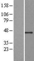 USP12 Protein - Western validation with an anti-DDK antibody * L: Control HEK293 lysate R: Over-expression lysate