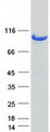 USP13 Protein - Purified recombinant protein USP13 was analyzed by SDS-PAGE gel and Coomassie Blue Staining