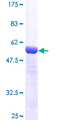 USP15 Protein - 12.5% SDS-PAGE of human USP15 stained with Coomassie Blue