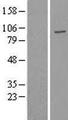 USP16 Protein - Western validation with an anti-DDK antibody * L: Control HEK293 lysate R: Over-expression lysate