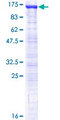 USP16 Protein - 12.5% SDS-PAGE of human USP16 stained with Coomassie Blue