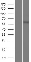 USP17L2 / DUB3 Protein - Western validation with an anti-DDK antibody * L: Control HEK293 lysate R: Over-expression lysate