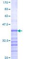 USP17L2 / DUB3 Protein - 12.5% SDS-PAGE Stained with Coomassie Blue.