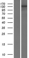 USP19 Protein - Western validation with an anti-DDK antibody * L: Control HEK293 lysate R: Over-expression lysate
