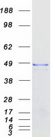 USP2 Protein - Purified recombinant protein USP2 was analyzed by SDS-PAGE gel and Coomassie Blue Staining