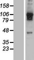 USP20 / VDU2 Protein - Western validation with an anti-DDK antibody * L: Control HEK293 lysate R: Over-expression lysate